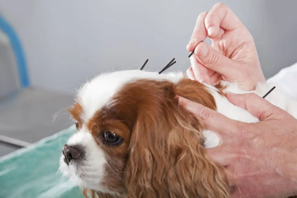 Female veterinarian treating dog with acupuncture.