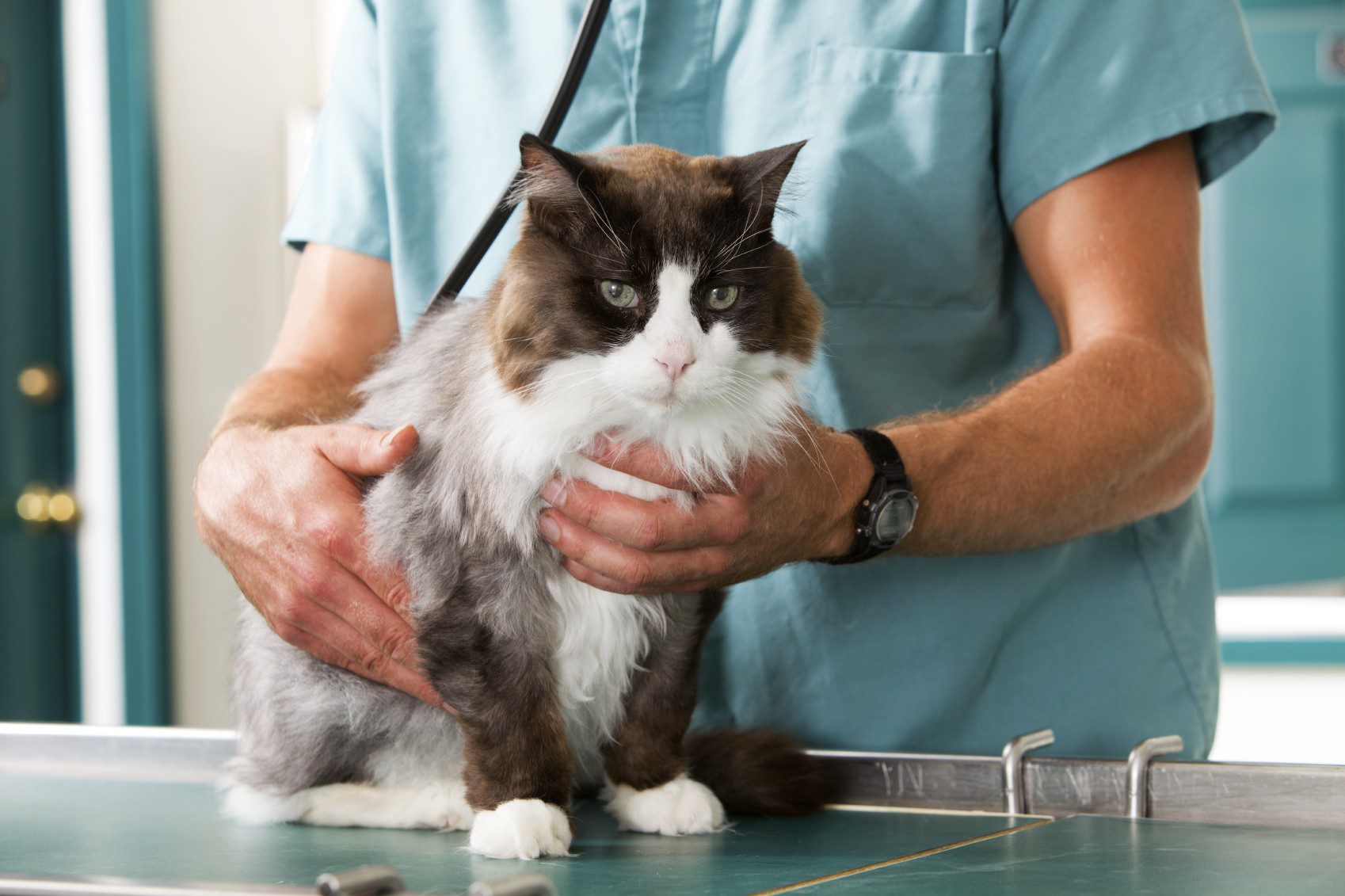 Surgery | Carroll Small Animal Clinic