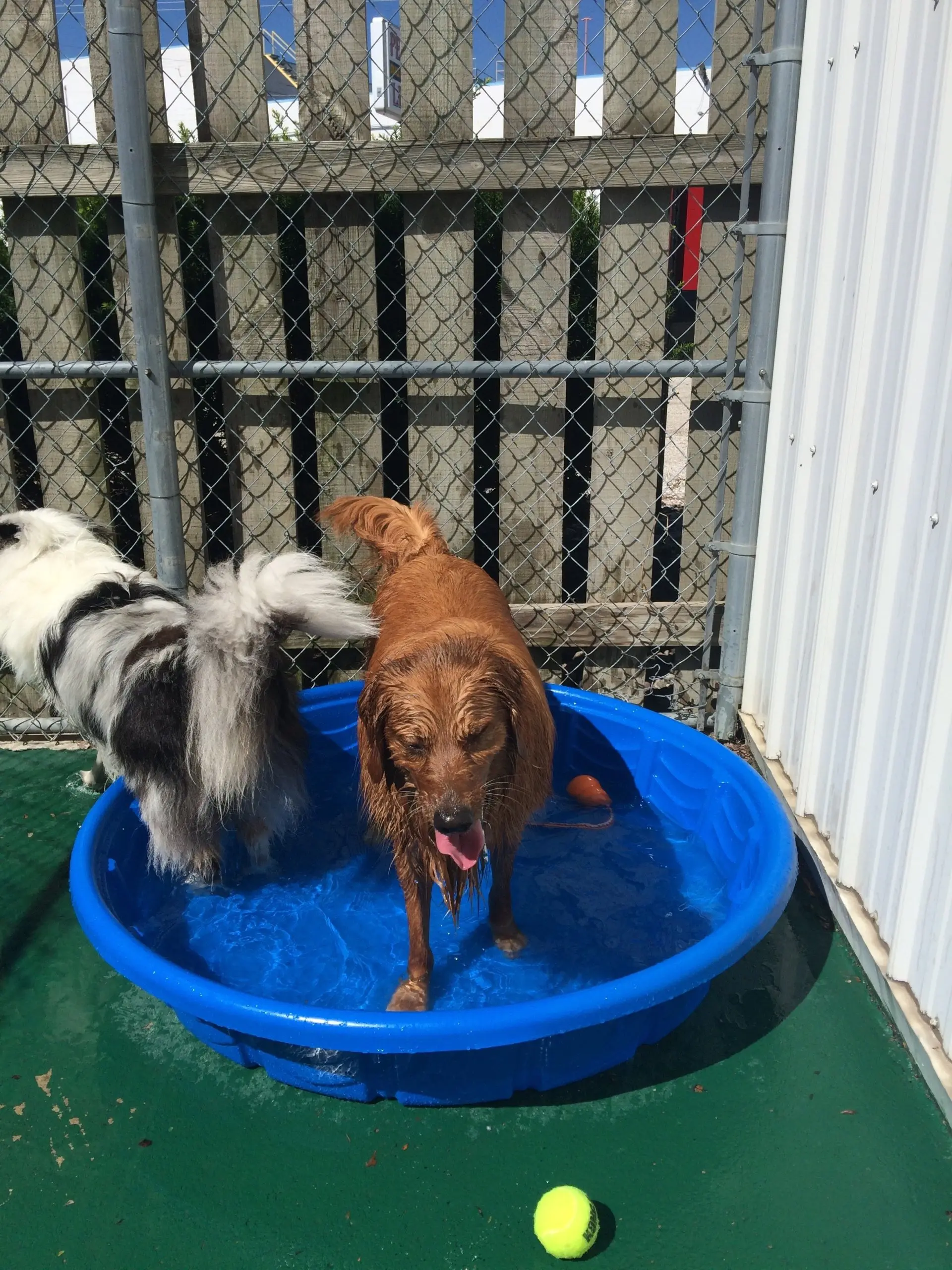Two dogs playing with the water