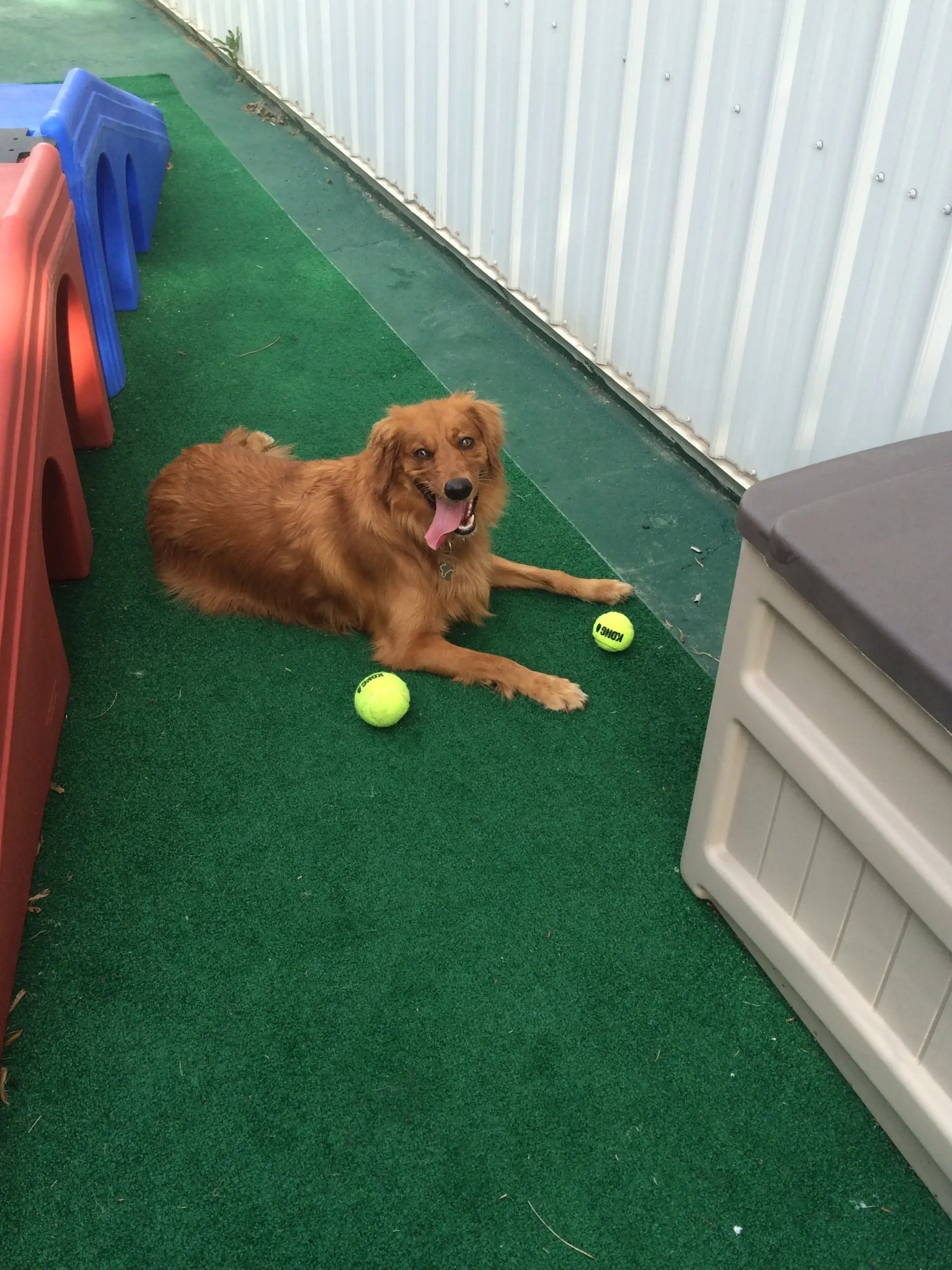 A brown dog with his two yellow green balls