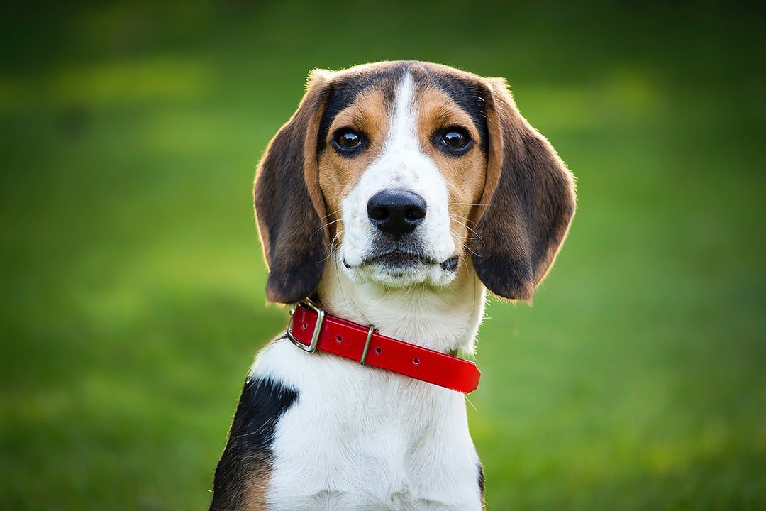 National Beagle Day Carroll Small Animal Clinic