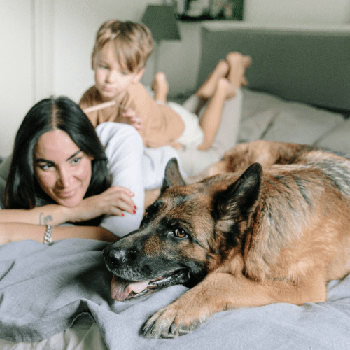 Brown adult German Shepherd on the bed with a woman and child