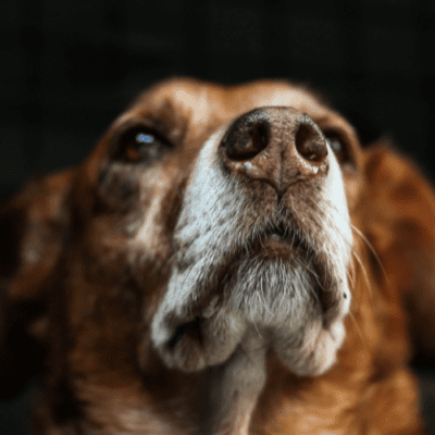 Big brown dog with face and nose up close