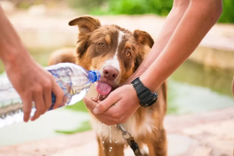 Ensuring Your Dog’s Safety During the Summer Months 