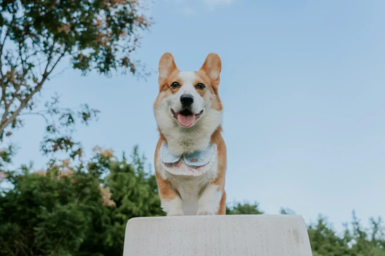 A Corgi wearing a light bib stands on a white pedestal against a clear blue sky.