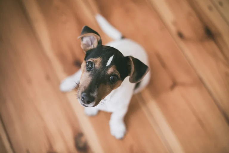 A Jack Russell Terrier puppy sitting on a light-colored wooden floor.
