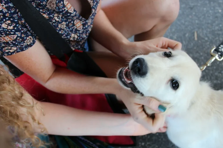 A person gently cradling Golden Retriever puppy.