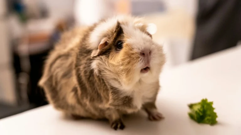 A Abyssinian guinea pig sitting on a white surface next to a small piece of green lettuce.